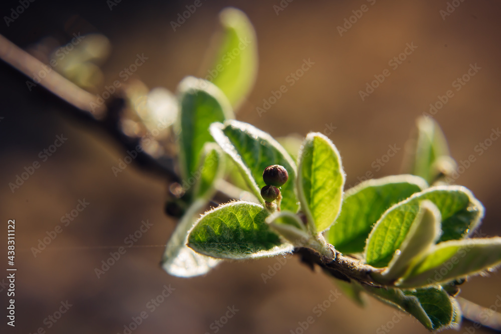 Close-up of a tree branch with young green leaves, blurred background. Spring foliage, macro photography. Close-up of a tree branch with young green leaves, blurred background. Spring foliage, macro photography.