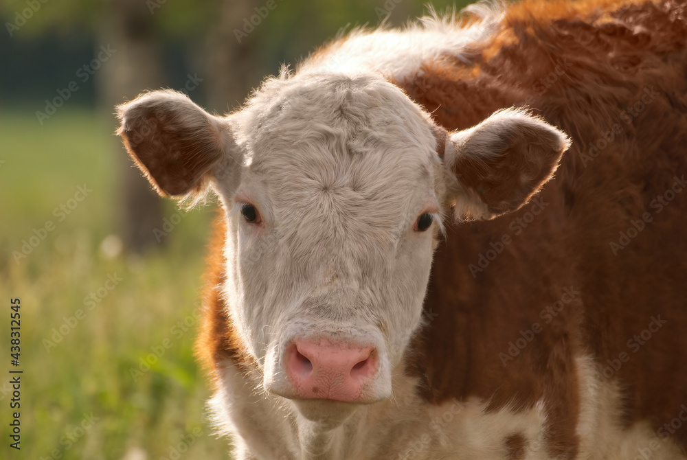 Cute cow looking curiously directly towards the camera with strong summer backlight Cute cow looking curiously directly towards the camera with strong summer backlight