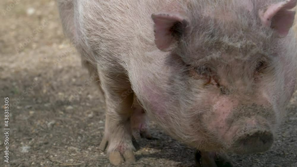Closeup front view of pig mini pig walking towards the camera in slow motion 4k Closeup front view of pig mini pig walking towards the camera in slow motion 4k