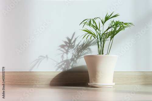 Wallpaper Mural Focused on the leaves shadow of the tiny bamboo palm tree in the ceramic pot shows the top half of the clay pot and covers its dirt with rounded brown stone. Torontodigital.ca