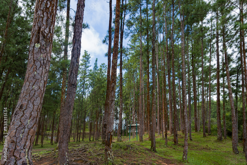 Obraz premium trees in the forest