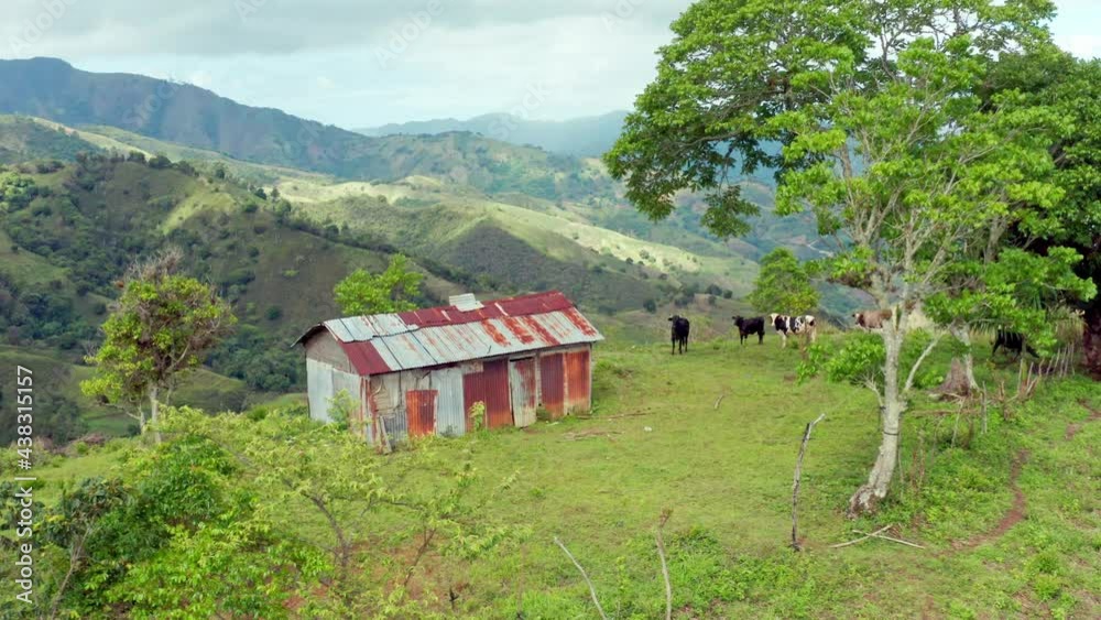 Barn House With The Herd Of Mountain Cattle Grazing At The Green Meadow In Sierra De Ocoa, Dominican Republic. aerial Barn House With The Herd Of Mountain Cattle Grazing At The Green Meadow In Sierra De Ocoa, Dominican Republic. aerial