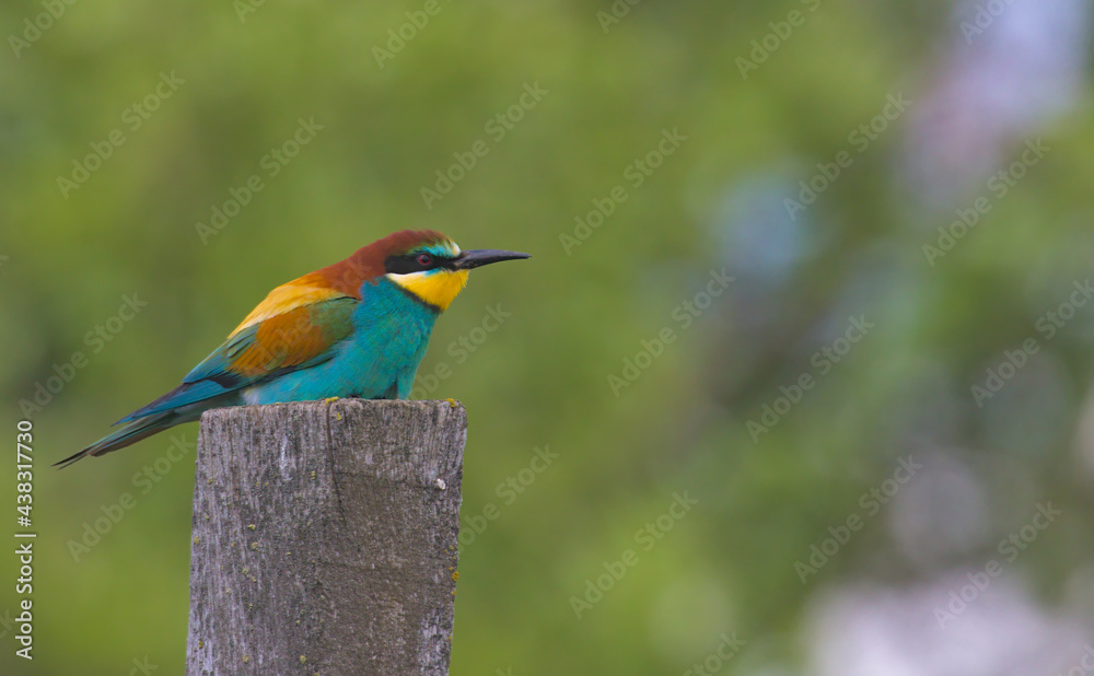 Fototapeta premium An adorable bird, the European bee-eater sits atop a wooden pillar. Wildlife shot. European bee-eater in its natural habitat. Close-up.