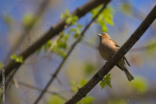 A small forest songbird with reddish sides. Chaffinch, a colorful bird sitting on a thin twig. City birds. Blurred background. Close-up. Wild nature.