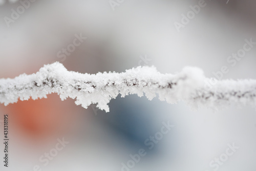 Winter frosty weather, a branch under the snow