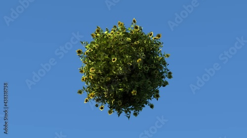 The small planet is covered with sunflowers. They are illuminated by the sun, which sweeps quickly in the background.