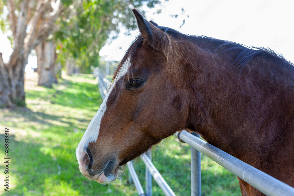 The head of a beautiful horse, Queensland, Australia The head of a beautiful horse, Queensland, Australia