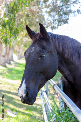 The head of a beautiful horse, Queensland, Australia
