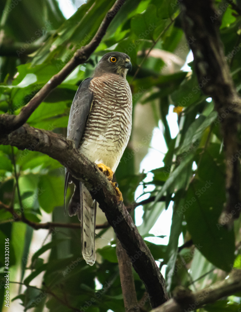 Shikra bird resting, majestic beast watchful of the surroundings, Shikra bird resting, majestic beast watchful of the surroundings,