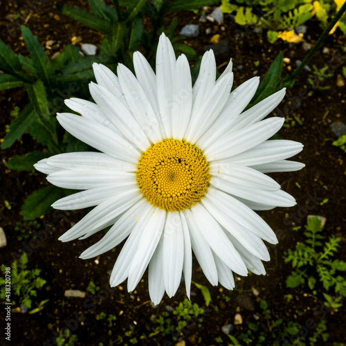 white daisies in a garden