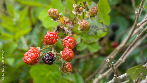 wild strawberry on a branch