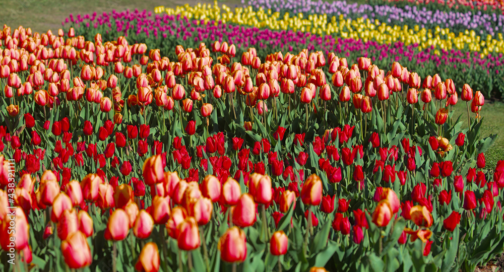A huge field of bright, blooming tulips in the city park. Beauty of blooming field. Nature background. Spring flowers on a warm sunny day.