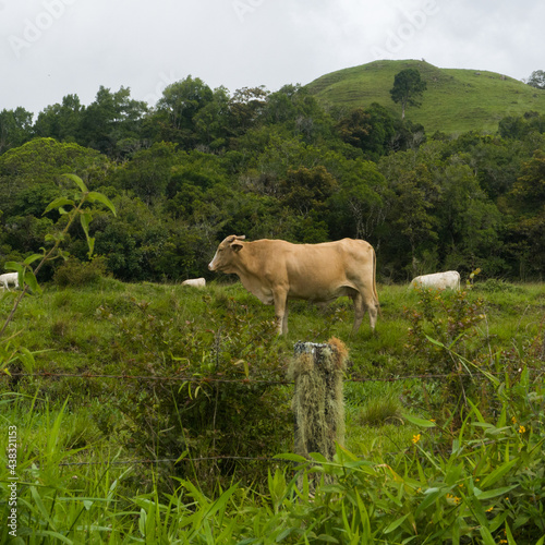 cow on the meadow