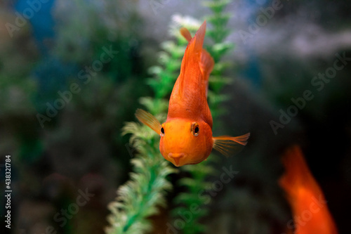 Close-up of orange red parrot cichlid on green blur background. Aquarium fish swimming to meet or feed marine life. Photos during diving. Sea or water parrot or smiling fish.