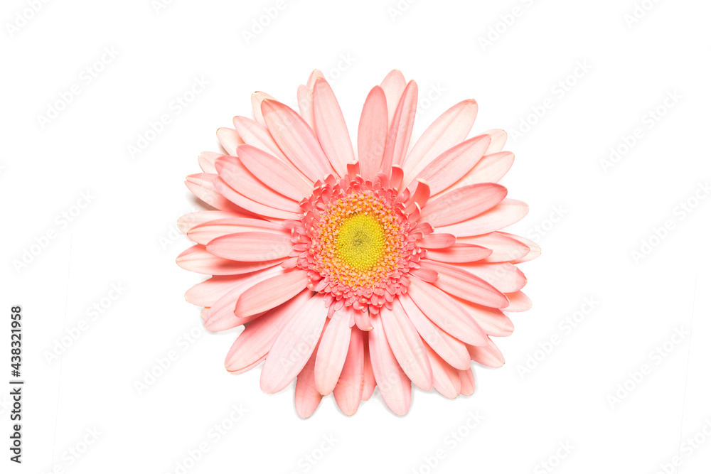 Pink gerbera flower on white isolated background. Element for design Pink gerbera flower on white isolated background. Element for design