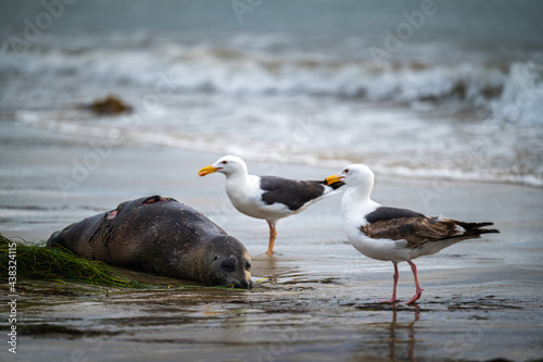 Dead Sea Lion on the Beach with Two Seagulls at La Jolla Shores, California, Located in San Diego County.