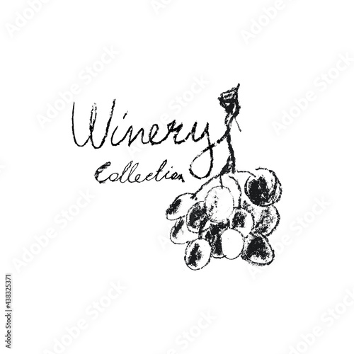 Grape vine illustration with pencil texture. Wine themed illustration. Wine-shop icon. Chalkboard texture. Grapevine drawing for emblem vineyard, biodynamic wines, grape festival, wine bar sign.