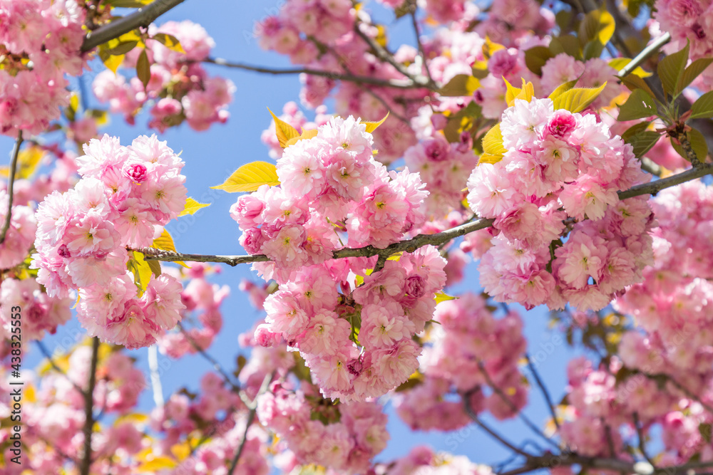 Branch of pink  sakura on blue