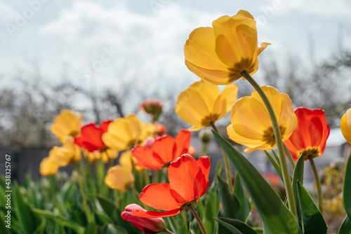 Red and yellow tulips swaying in the wind against a cloudy blue sky