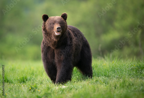 Wild brown bear ( Ursus arctos )