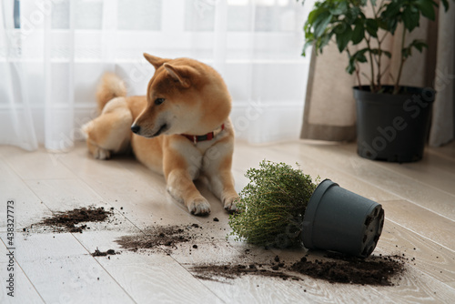 Dropped potted plant and soil on the floor and sad guilty Shiba inu dog with closed eyes. Pet damage photo