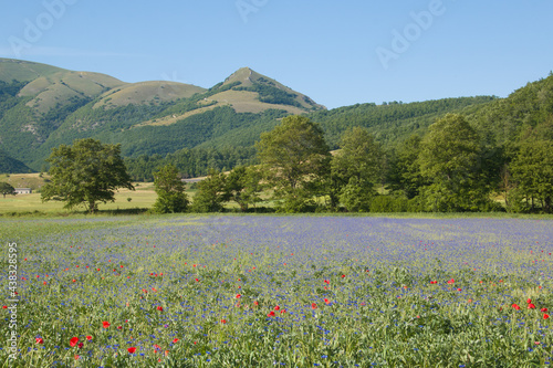 Panoramic view of cornflowers field in the Annifo plateau, Umbria photo