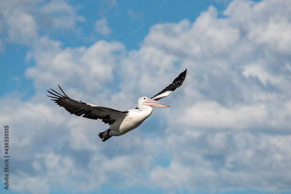 Fototapeta premium Pelican in flight with wings fully spread wide with light clouds and blue sky in the background