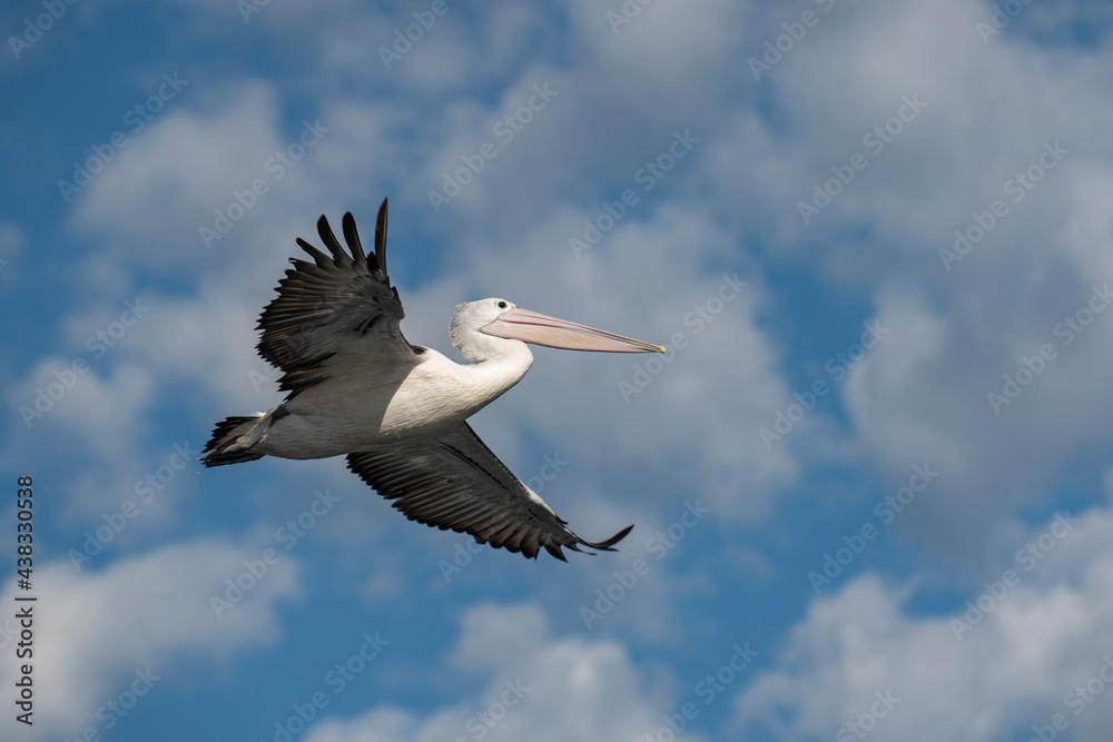 Obraz premium Pelican in flight with wings fully spread wide with light clouds and blue sky in the background