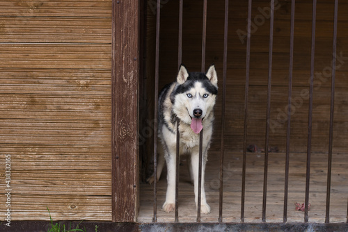 aviary for dogs, a large plot with a house for huskies, on the street in the yard