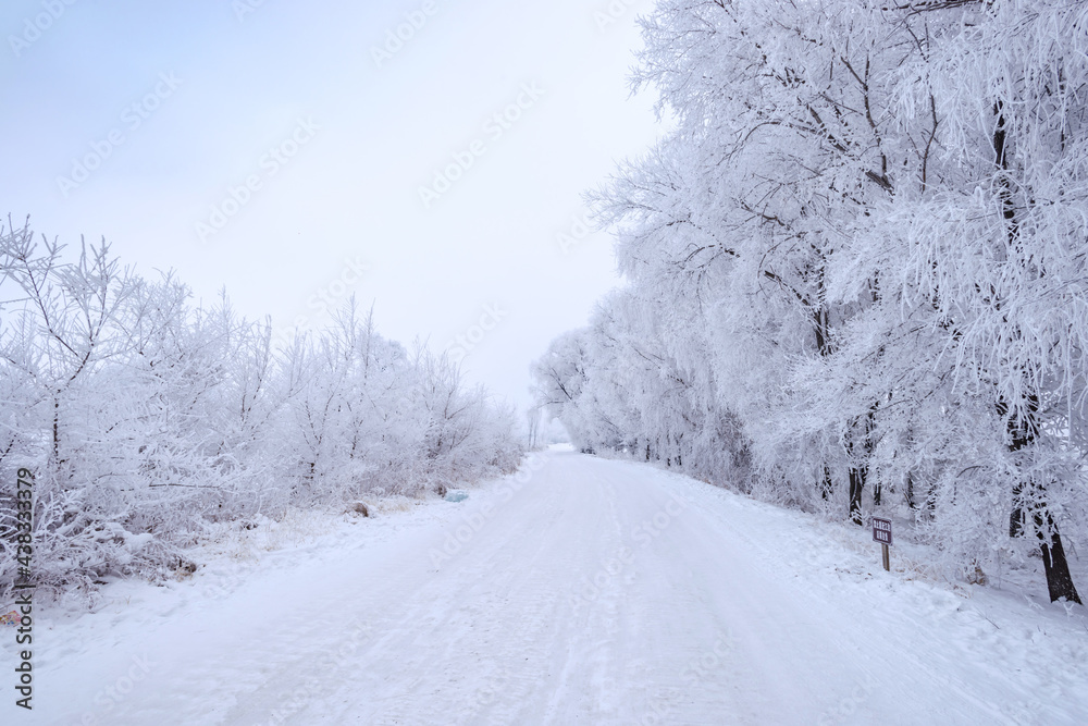 winter road in the forest