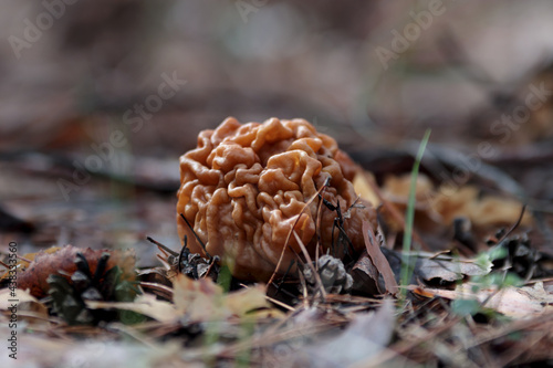 Gyromitra gigas, beautiful gyromirtra esculenta mushrooms growth. Natural calf brain fungi. Fresh and wild april bull nose mushroom in woodland. Toxic snow false morel at spring forest.