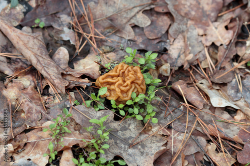 Gyromitra gigas, natural calf brain fungi. Beautiful gyromirtra esculenta mushrooms growth. Fresh and wild april bull nose mushroom in woodland. Toxic snow false morel at spring forest.