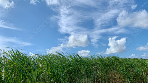 Sugar cane fields and blue sky of Kikai Island photo