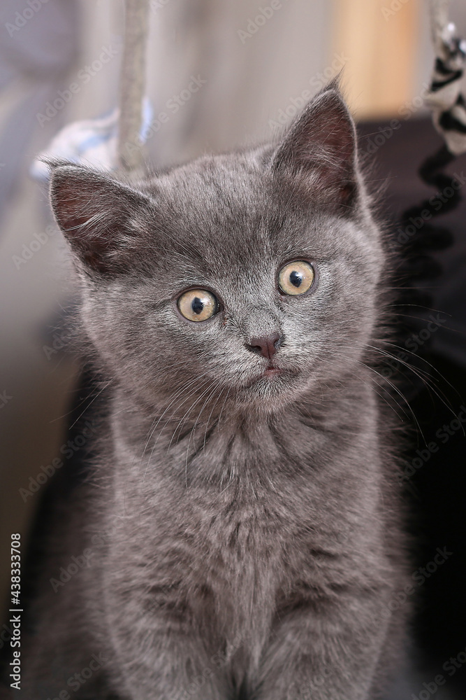 Small gray kitten with yellow eyes. Long-haired cute cat. Small gray kitten with yellow eyes. Long-haired cute cat.