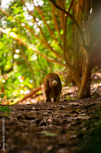 Cute stray cat in nature