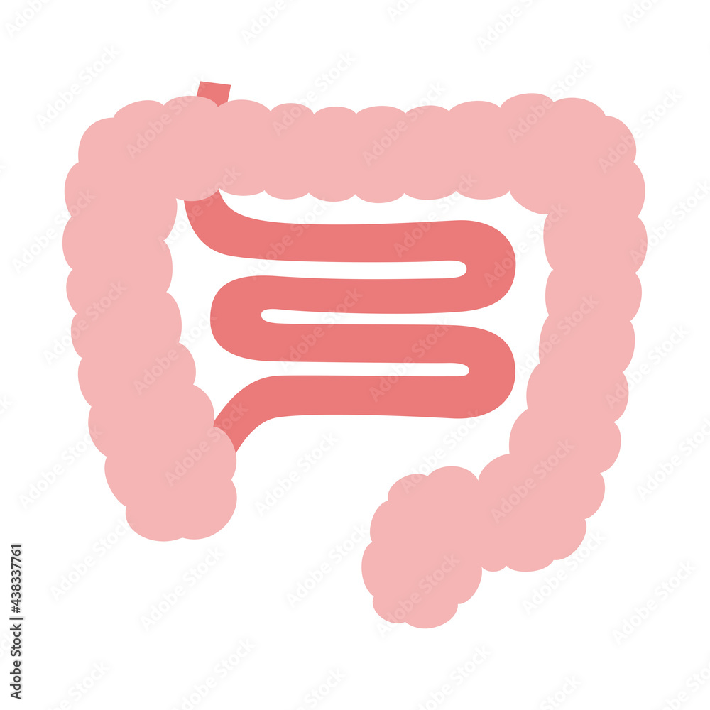 キレイなピンク色の小腸のイラスト Stock Vector Adobe Stock