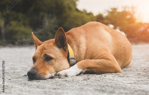 Sad dog sleeping on the beach. © NPD stock