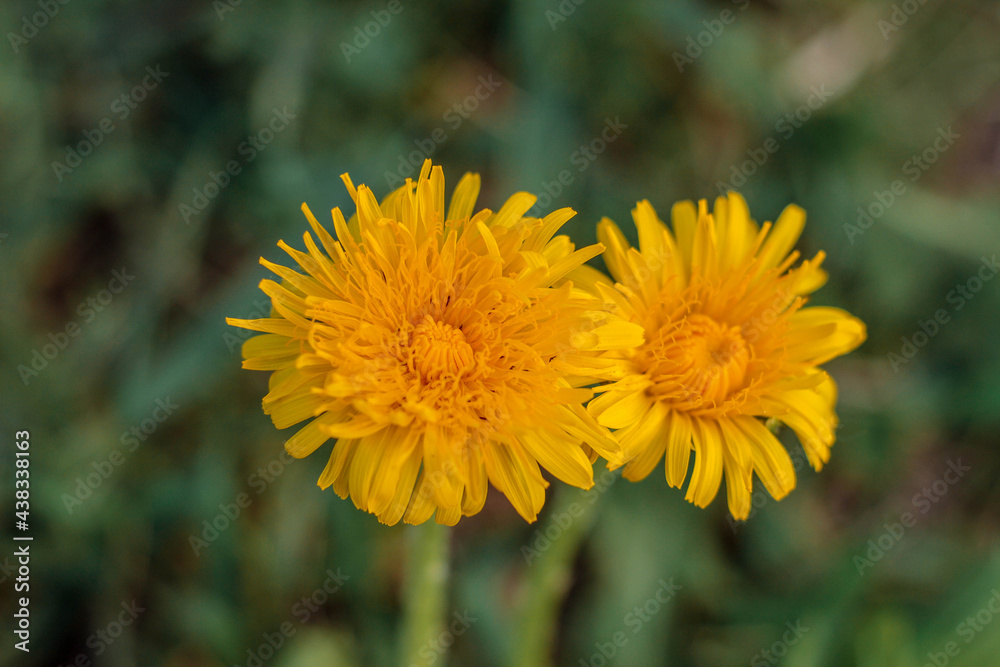 flower, yellow, nature, dandelion, plant, summer, garden, spring, flowers, macro, green, floral, blossom, grass, petal, bloom, field, beauty, flora, meadow, daisy, beautiful, bright, petals, close flower, yellow, nature, dandelion, plant, summer, garden, spring, flowers, macro, green, floral, blossom, grass, petal, bloom, field, beauty, flora, meadow, daisy, beautiful, bright, petals, close
