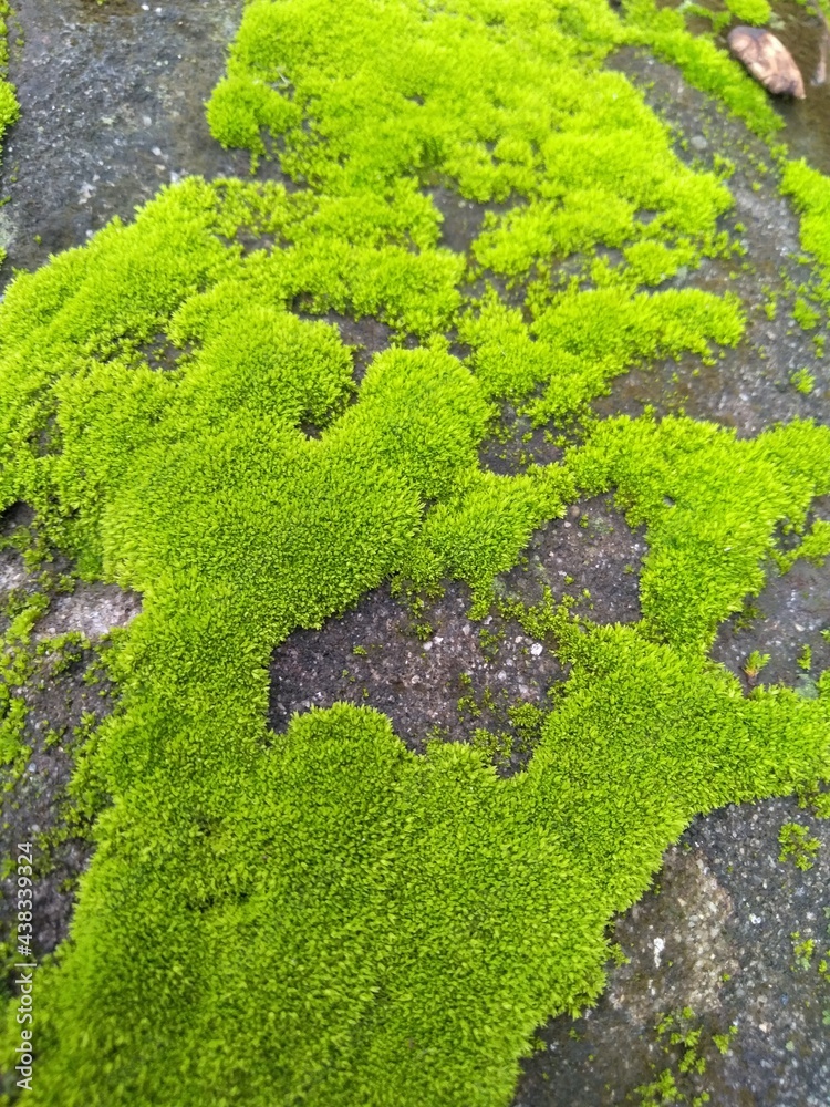 green moss on the wall