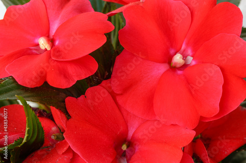 Impatiens walleriana. Joy of the House, flowers of the plant with its red petals.