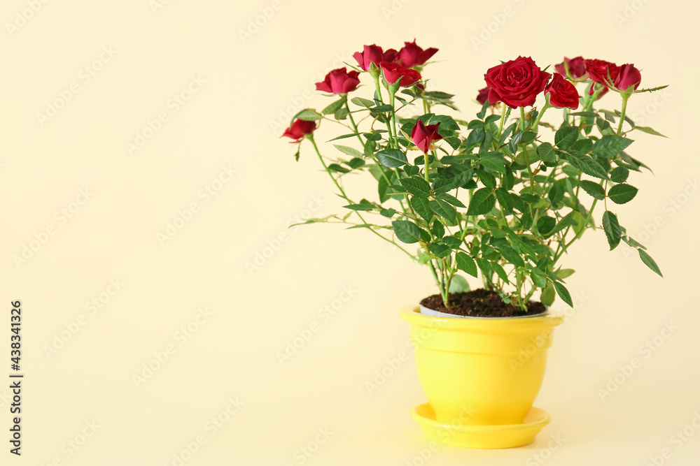 Beautiful red roses in pot on color background Beautiful red roses in pot on color background