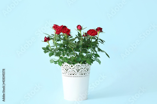 Fototapeta Naklejka Na Ścianę i Meble -  Beautiful red roses in pot on color background