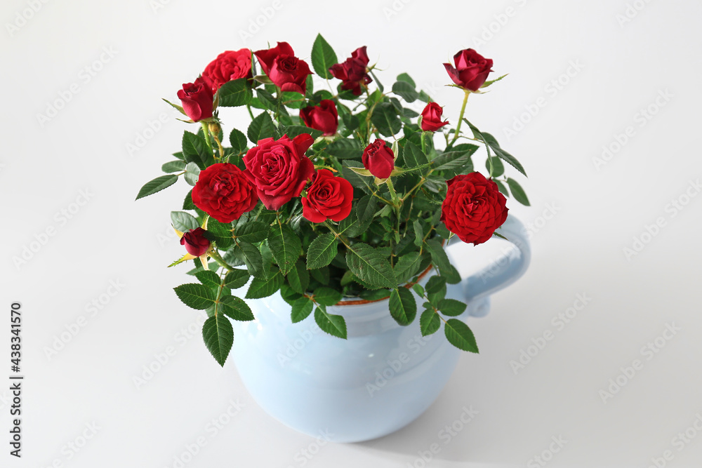 Obraz premium Beautiful red roses in pot on white background
