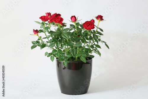 Wallpaper Mural Beautiful red roses in pot on white background Torontodigital.ca