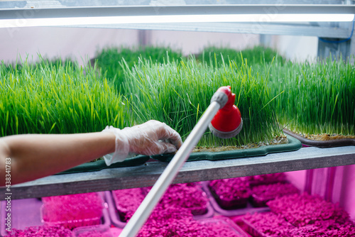 A girl is watering micro green sprouts close-up in a modern greenhouse. Healthy diet