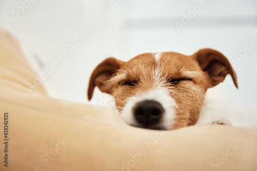 Jack Russell terrier dog sleeps in bed, close up portrait