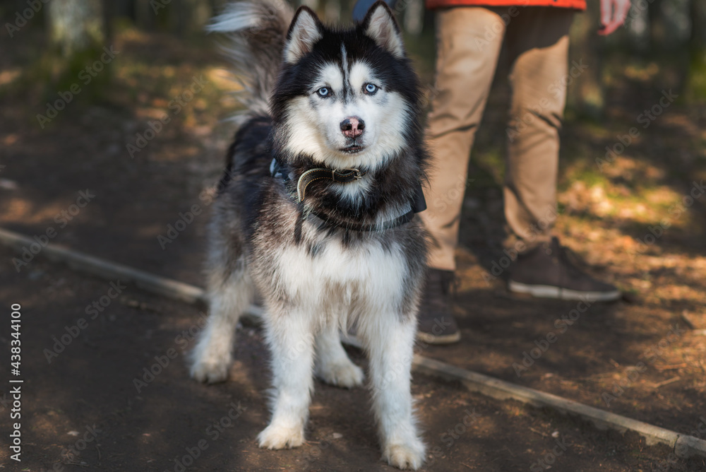 Beautiful Husky dog on leash closeup portrait in park or forest natural light