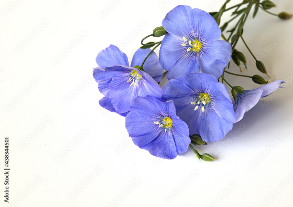 A bouquet of blue flowers. Perennial flax.