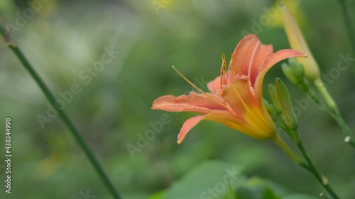 orange daylily in the windy garden photo