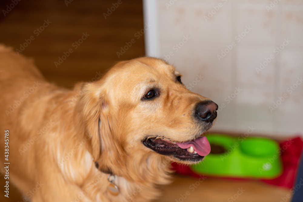 Cute golden labrador dog near bowl with food in kitchen.Closeup.